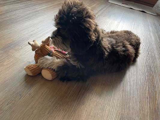 Zeig dein Hund mit seinem Lieblingsspielzeug-Beitrag-Bild