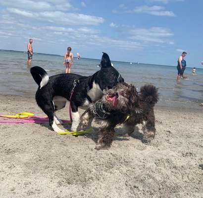 Die Dogorama Wochen Challenge "Friends will be Friends"-Beitrag-Bild