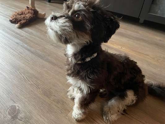 Zeigt eure Schützlinge aus dem Tierschutz Deutschland-Beitrag-Bild