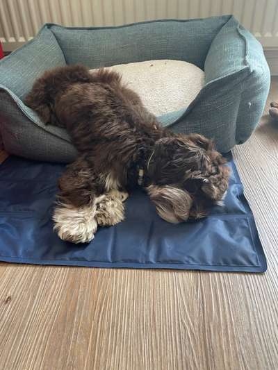 Zeigt eure Schützlinge aus dem Tierschutz Deutschland-Beitrag-Bild