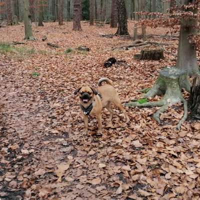 Hundetreffen-Spazieren, sozialisieren, spielen-Profilbild