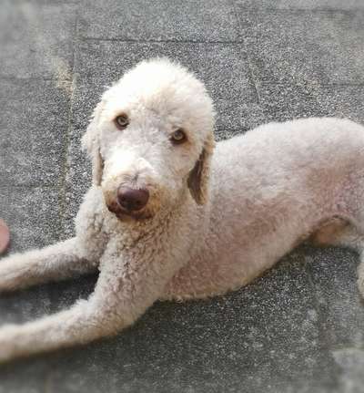 Bedlington Terrier-Beitrag-Bild