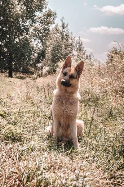 Hundetreffen-Gassikumpels/ Soziale Kontakte-Bild