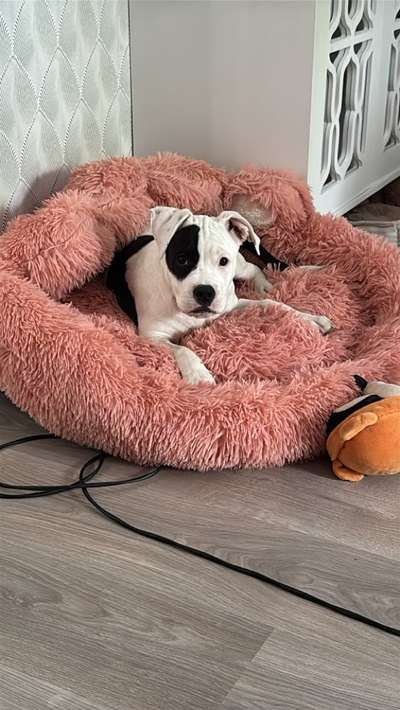 Hundetreffen-welpentreffen in mannheim innenstadt oder hundepark-Bild