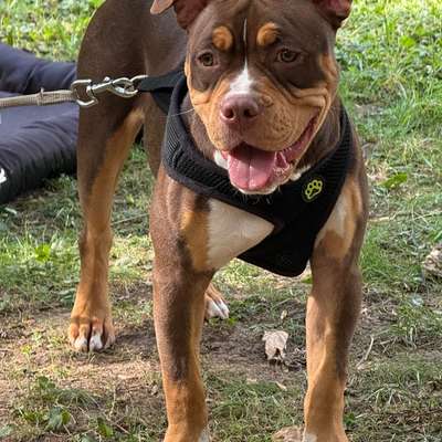Hundetreffen-Junghund treffen-Bild
