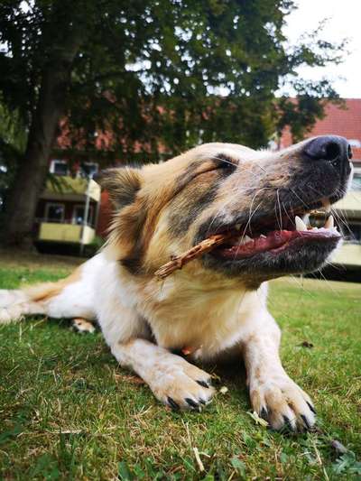 Lustigsten Grimassen von euren Hunden-Beitrag-Bild