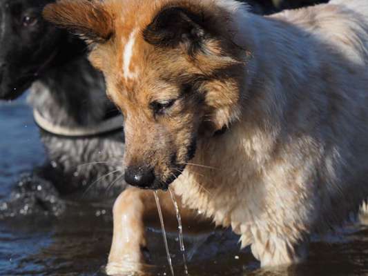 Challenge 23 : "  Euer Hund beim Frühlingserwachen "-Beitrag-Bild