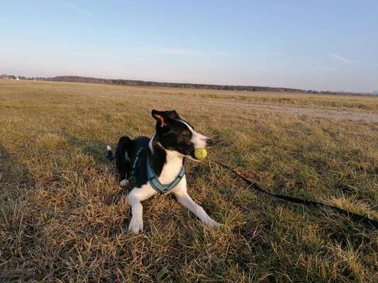 Hundetreffen-Spielkameraden für Daffy-Bild