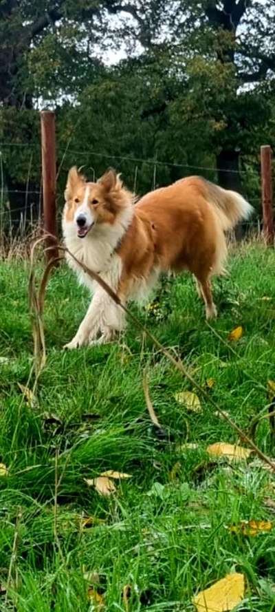 Amerikanischer Collie-Beitrag-Bild