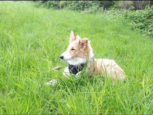 Amerikanischer Collie-Beitrag-Bild