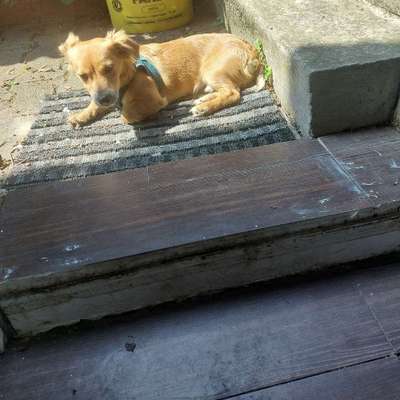 Hundetreffen-Welpentreffen .mittlere hunde, bis 3 Jahren