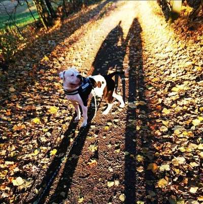 Fotochallenge No. 26                                     Wald und Wiese-Beitrag-Bild