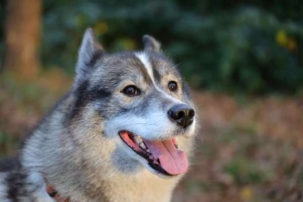 Husky-Beitrag-Bild