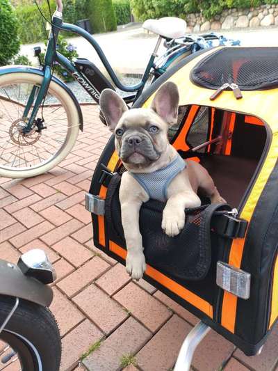 Dogorama Photo Challenge - Tierischer Urlaub-Beitrag-Bild