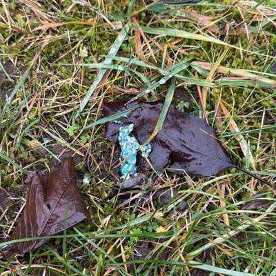 Giftköder-Evtl Rattengift-Bild