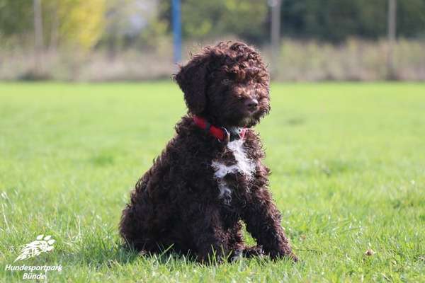 Welpen Bilder !-Beitrag-Bild