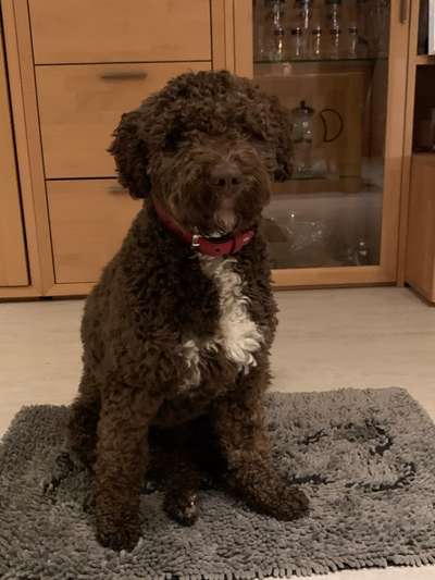 Seltene Rassen!-Beitrag-Bild