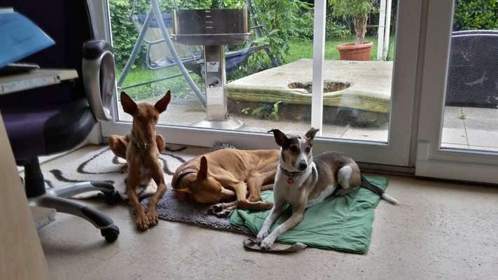 BIG LOVE :) mit 2 Hunden❣️-Beitrag-Bild