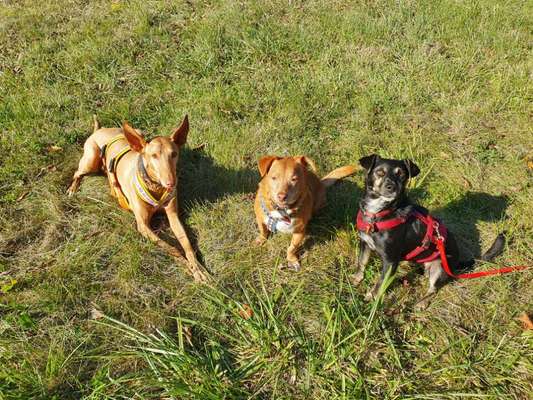 BIG LOVE :) mit 2 Hunden❣️-Beitrag-Bild