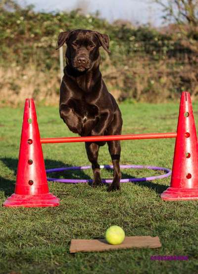 Giftköder-Crossdogging die perfekte Auslastung-Bild