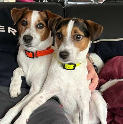 Hundetreffen-Social Walk-Bild