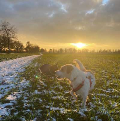 Hundetreffen-Hundefreunde/Spieltreff/Spielrunden ❤️🐶-Bild