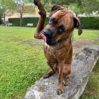 Hundetreffen-Spielpartner gesucht-Bild