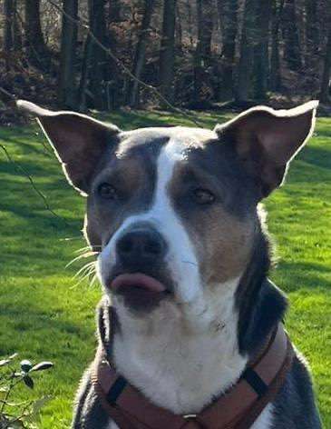 Foto-Challenge: Der schmollende Hund-Beitrag-Bild