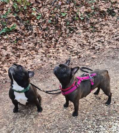 Zeigt her eure Frenchi-Beitrag-Bild