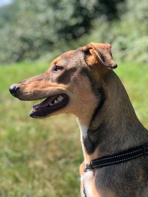 Foto's und Hundemodels-Beitrag-Bild