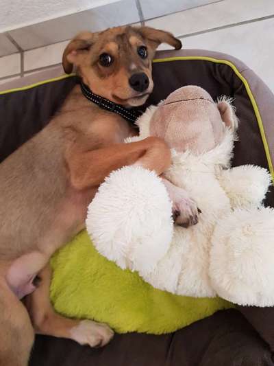 Welpen Bilder !-Beitrag-Bild