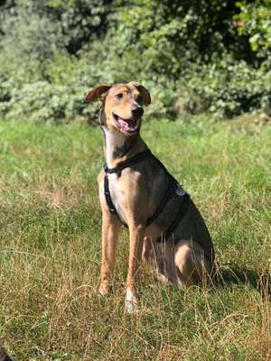 Foto's und Hundemodels-Beitrag-Bild