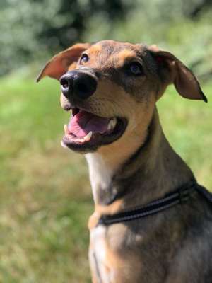 Foto's und Hundemodels-Beitrag-Bild