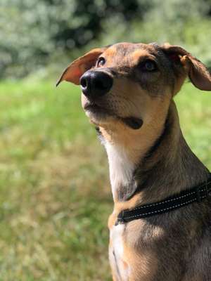 Foto's und Hundemodels-Beitrag-Bild