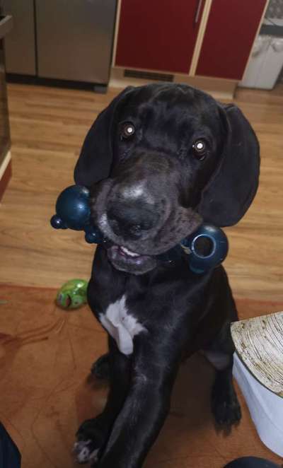 Dogorama Photo Challenge - Hundeblick zum hinschmelzen-Beitrag-Bild