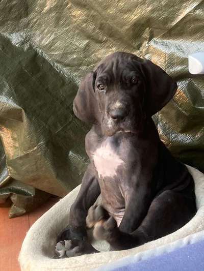 Welpen Bilder !-Beitrag-Bild