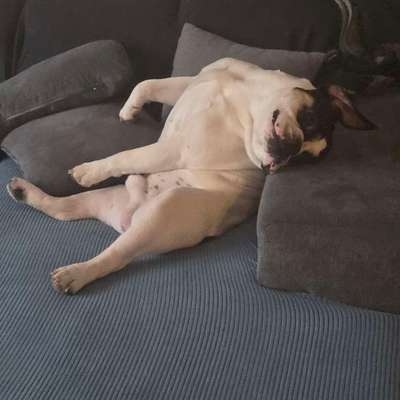 Hundetreffen-Spiel Date o. Gassi Runde-Bild