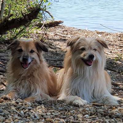 Hundetreffen-Gassi gehen/Wanderung Pfälzerwald-Profilbild