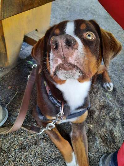 Appenzeller Sennenhunde-Beitrag-Bild