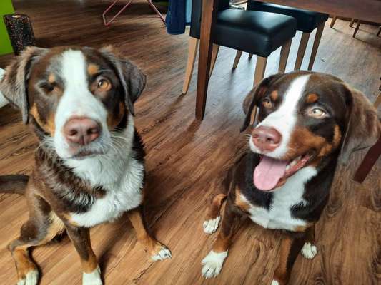 Appenzeller Sennenhunde-Beitrag-Bild