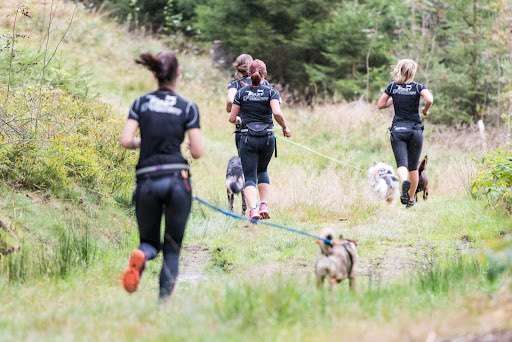 Hundetreffen-Cani Cross für Anfänger-Bild