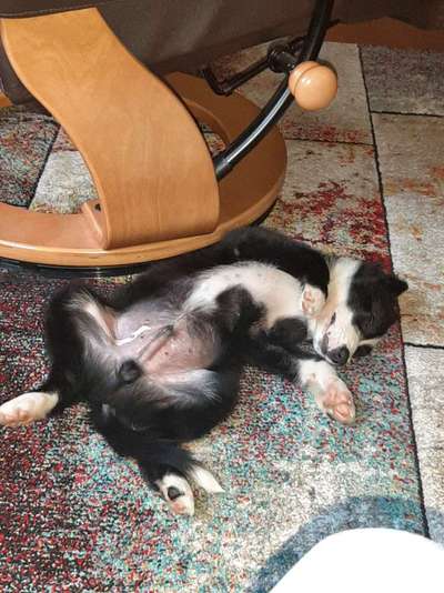 Die Dogorama Wochen Challenge-Beitrag-Bild