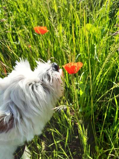 Die Dogorama Monats Challenge "Es grünt und blüht"-Beitrag-Bild