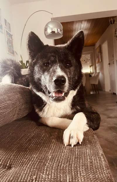 Akita Inu/American Akita (Mix) halter.-Beitrag-Bild