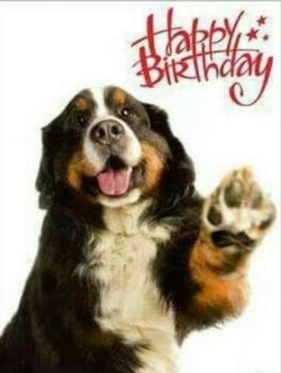 Berner Sennen-Beitrag-Bild