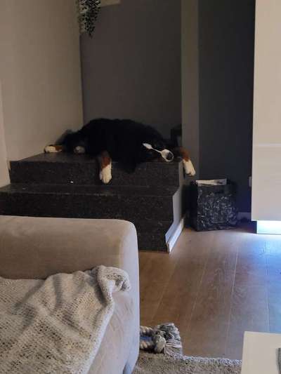 Berner Sennen-Beitrag-Bild