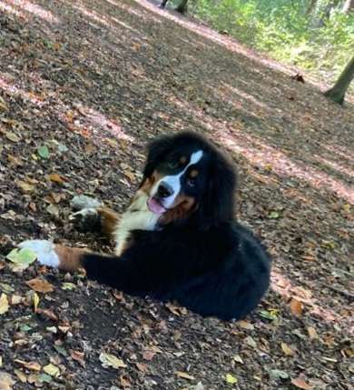 Berner Sennen-Beitrag-Bild