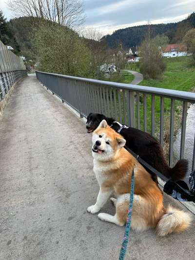 Hundetreffen-Wandern/Gassi Runden-Bild