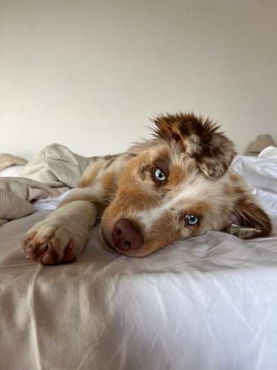 Hundetreffen-Hunde Freunde zum Spielen gesucht-Bild