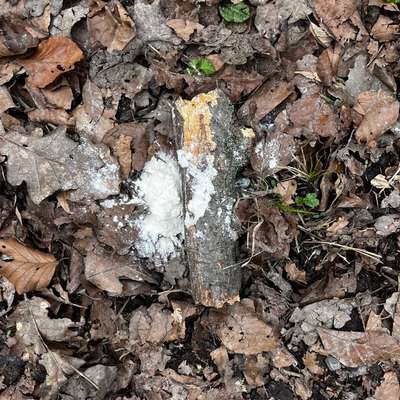 Giftköder-Weißes Pulver am Wegrand entdeckt-Bild